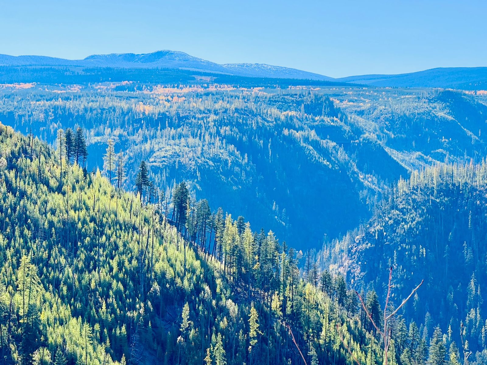 Forested valley at Myra Canyon